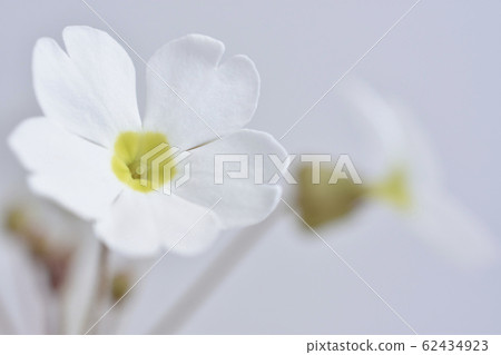 Primula Sinensis 62434923