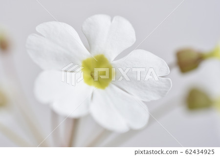 Primula Sinensis 62434925