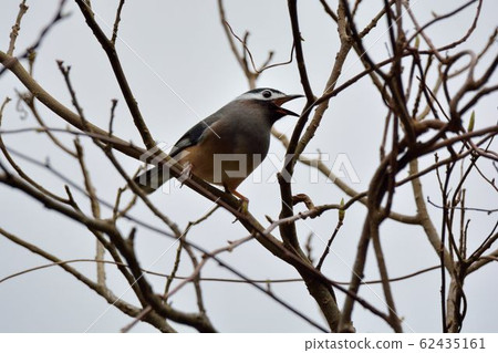 白耳畫眉鳥(Heterophasia auricularis) 62435161