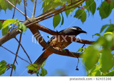 白耳畫眉鳥(Heterophasia auricularis) 62435166