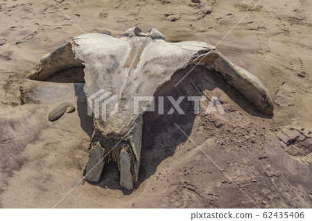 A whale skull in the Skeleton Coast in Namibia in Africa. 62435406