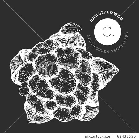 Hand drawn sketch style cauliflower cabbage. Hand drawn sketch style cauliflower cabbage. 62435559