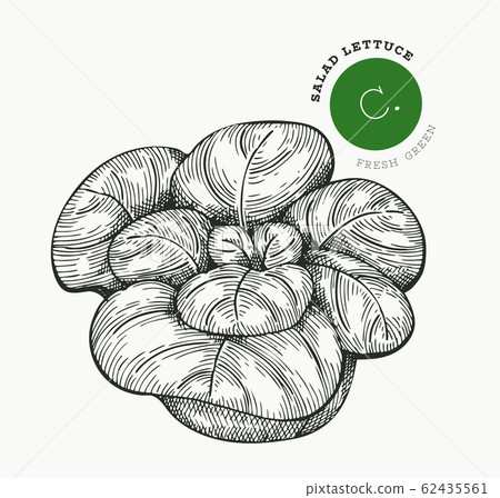 Hand drawn sketch style lettuce salad. Organic Hand drawn sketch style lettuce salad. Organic 62435561