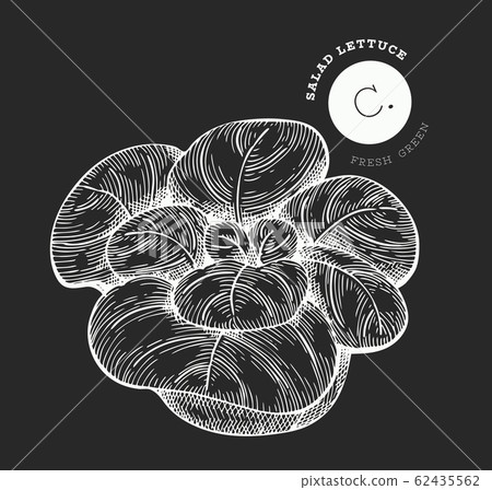 Hand drawn sketch style lettuce salad. Organic Hand drawn sketch style lettuce salad. Organic 62435562
