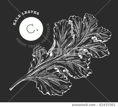 Hand drawn sketch style kale salad. Organic fresh Hand drawn sketch style kale salad. Organic fresh 62435563