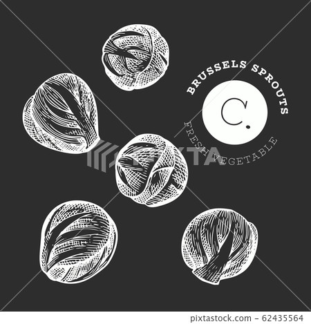 Hand drawn sketch style brussel sprout. Organic Hand drawn sketch style brussel sprout. Organic 62435564
