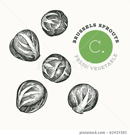 Hand drawn sketch style brussel sprout. Organic Hand drawn sketch style brussel sprout. Organic 62435565