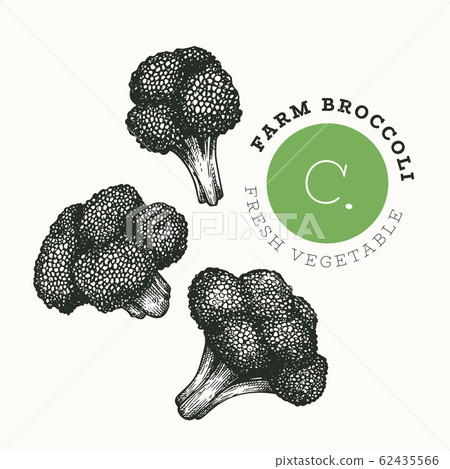 Hand drawn sketch style broccoli. Organic fresh 62435566