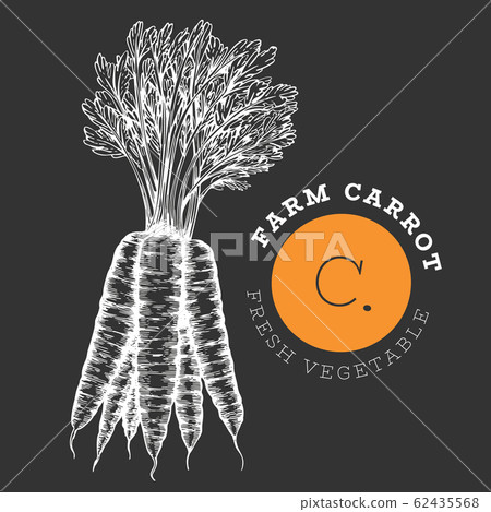 Hand drawn sketch style carrot. Organic fresh food Hand drawn sketch style carrot. Organic fresh food 62435568