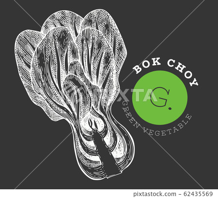 Hand drawn sketch style bok choy. Organic fresh Hand drawn sketch style bok choy. Organic fresh 62435569