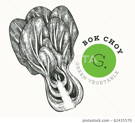 Hand drawn sketch style bok choy. Organic fresh Hand drawn sketch style bok choy. Organic fresh 62435570