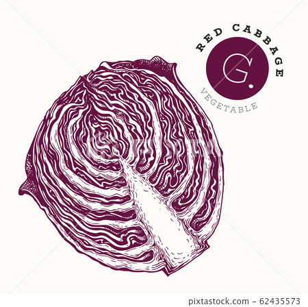 Hand drawn sketch style red cabbage. Organic fresh Hand drawn sketch style red cabbage. Organic fresh 62435573