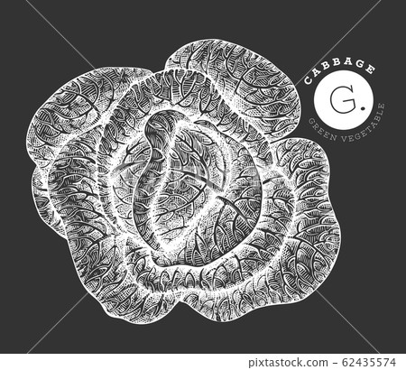 Hand drawn sketch style cabbage. Organic fresh Hand drawn sketch style cabbage. Organic fresh 62435574