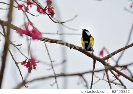 青背山雀(Parus monticolus) 62435825