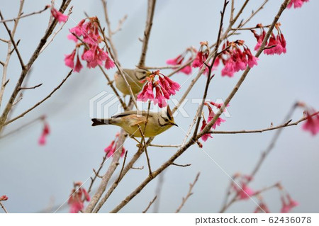 冠羽畫眉鳥(Yuhina brunneiceps) 是台灣特有種 62436078