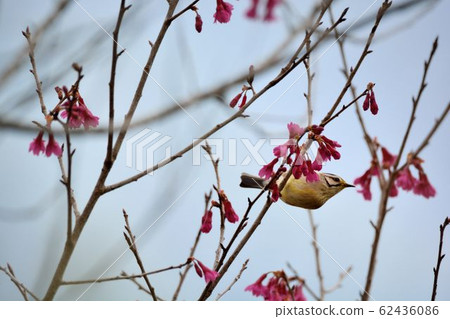 冠羽畫眉鳥(Yuhina brunneiceps) 是台灣特有種 冠羽畫眉鳥(Yuhina brunneiceps) 是台灣特有種 62436086