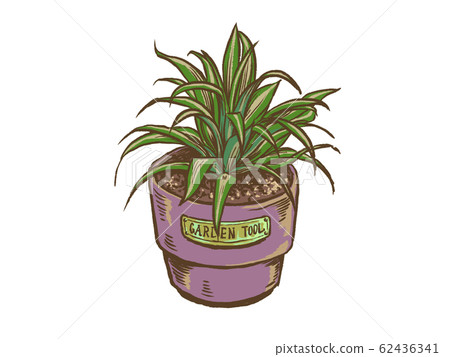 室內植物龍血樹 62436341
