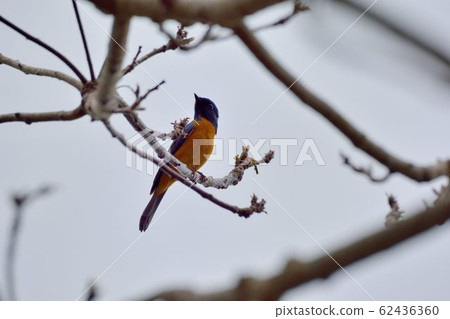 黃腹琉璃(Niltava vivida) 雄鳥 62436360