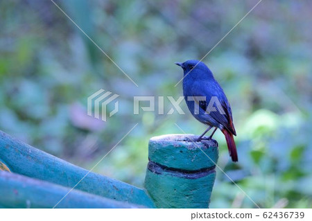鉛色水鶇(Phoenicurus fuliginosus)在台灣溪流. 62436739