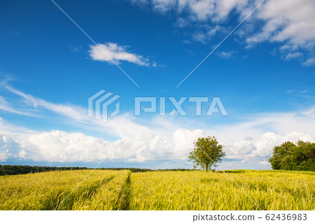 Young green wheat field on a sunny cloudy day Young green wheat field on a sunny cloudy day 62436983