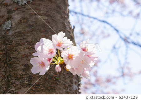 櫻花盛開 櫻花盛開 62437129