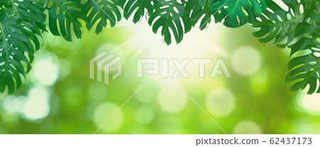 Green leaves pattern for summer or spring season 62437173