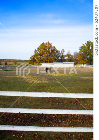 A little dark pony stands and grazes near the A little dark pony stands and grazes near the 62437307