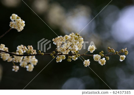 The pepper flower is blooming, and it is called Maqaw by Aboriginal Atayal in Hsinchu, Taiwan. The pepper flower is blooming, and it is called Maqaw by Aboriginal Atayal in Hsinchu, Taiwan. 62437385