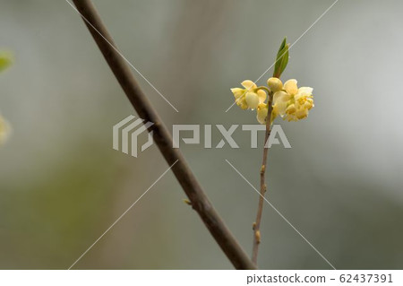 The pepper flower is blooming, and it is called Maqaw by Aboriginal Atayal in Hsinchu, Taiwan. 62437391