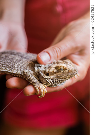 Eastern bearded dragon pet lizard in female hands 62437623
