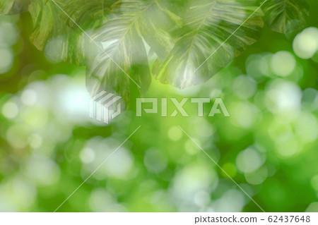 Blur green leaves pattern for summer or spring 62437648