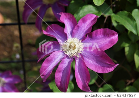 Clematis-Japanese famous flower "Kakio" Clematis-Japanese famous flower "Kakio" 62437657
