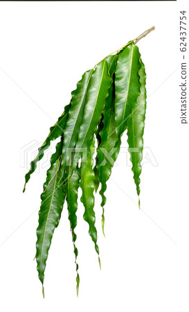 Green leaves pattern,leaf Polyalthia longifolia Green leaves pattern,leaf Polyalthia longifolia 62437754