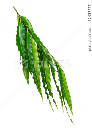 Green leaves pattern,leaf Polyalthia longifolia Green leaves pattern,leaf Polyalthia longifolia 62437755