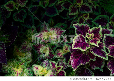 colorful leaves pattern,leaf coleus or painted colorful leaves pattern,leaf coleus or painted 62437757