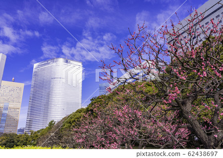 (Tokyo) Hamarikyu Garden and skyscrapers with plum blossoms (Tokyo) Hamarikyu Garden and skyscrapers with plum blossoms 62438697