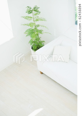 室內植物和沙發 62438894