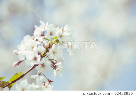 Cherry Blossoms Cherry Blossoms 62438930