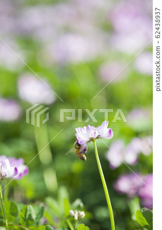 Honey bee collecting nectar in vetch field 62438937