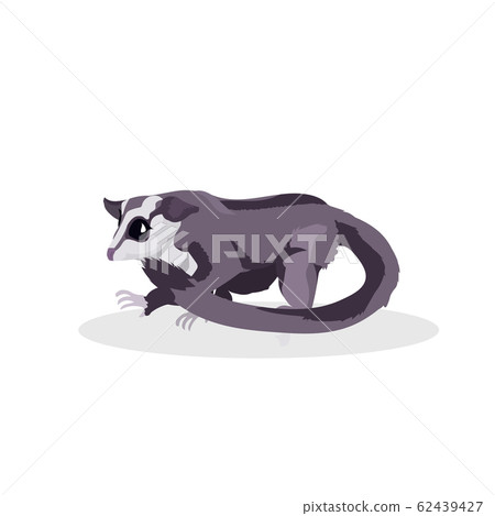 raccoon icon cartoon endangered wild australian animal symbol wildlife species fauna concept flat 62439427