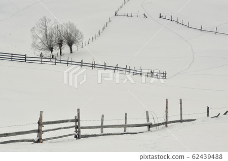 Isolated Trees And Fence On Snow Isolated Trees And Fence On Snow 62439488
