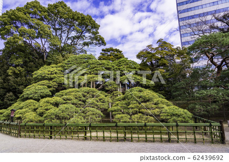 (Tokyo) Hamarikyu Garden, a healing space in Tokyo @ 300 years of pine 62439692
