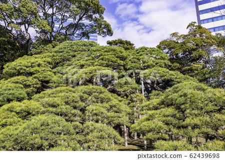 (東京)Hamarikyu花園,東京的康復空間@ 300年的松樹 (東京)Hamarikyu花園,東京的康復空間@ 300年的松樹 62439698