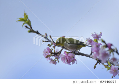 Kawazu cherry tree Kawazu cherry tree 62440051