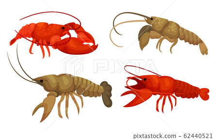 Lobsters with Thick Shell and Strong Chelate Limbs Vector Set Lobsters with Thick Shell and Strong Chelate Limbs Vector Set 62440521
