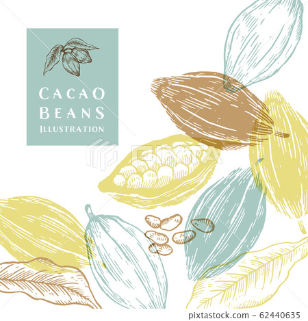 Cocoa beans illustration / line drawing / line art 62440635