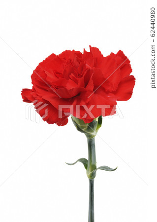 紅色康乃馨 62440980
