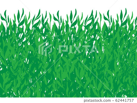 Tea leaves young leaves 62441757