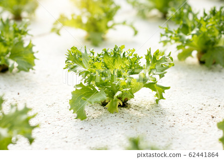 Vegetables hydroponics. Hydroponics method of growing plants using mineral nutrient solutions, in water, without soil. Close up Hydroponics plant. 62441864