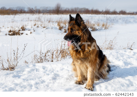 German shepherd dog sitting in the snow German shepherd dog sitting in the snow 62442143